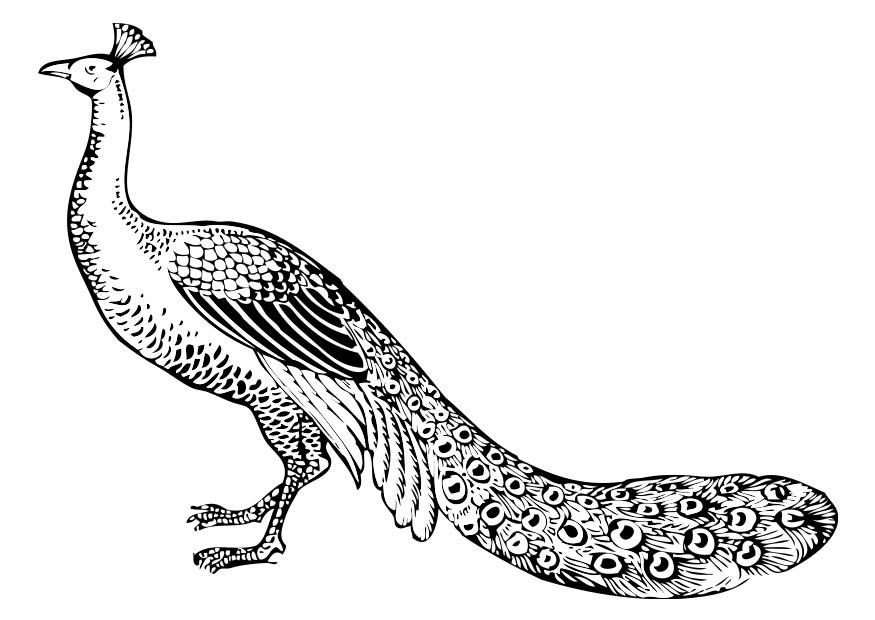 pfau Malvorlage pfau