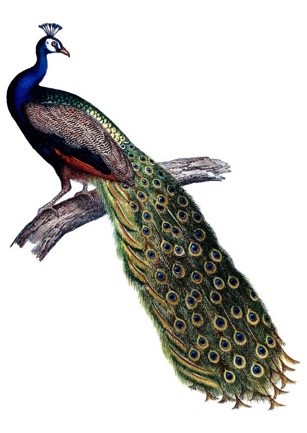 pfau Bild pfau