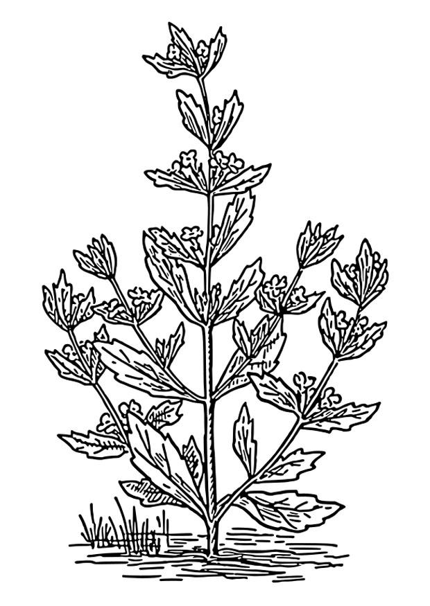 pfefferminze Malvorlage pfefferminze