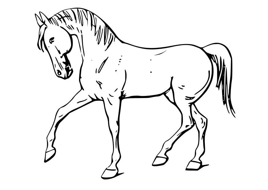 Malvorlage pferd