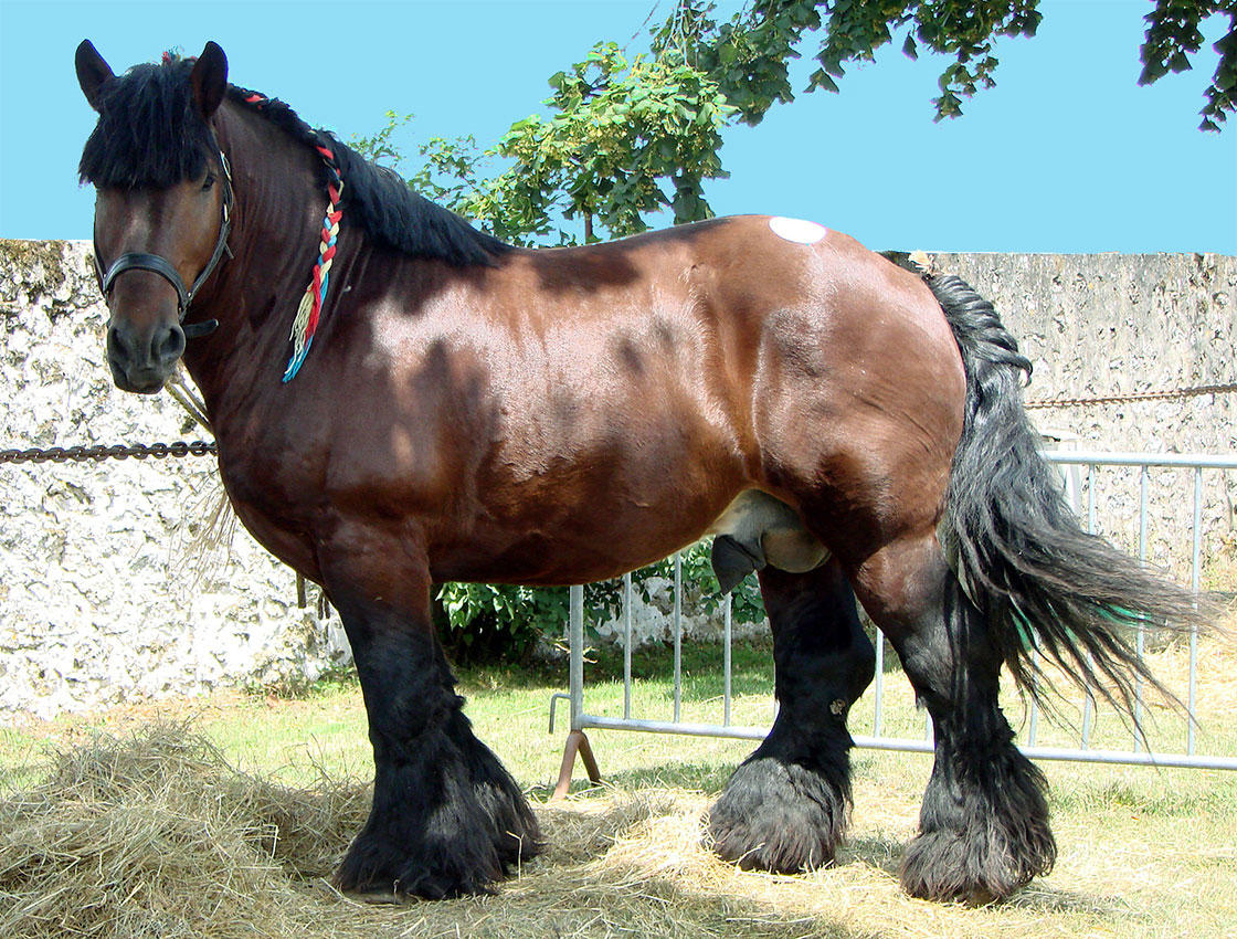 Foto pferd