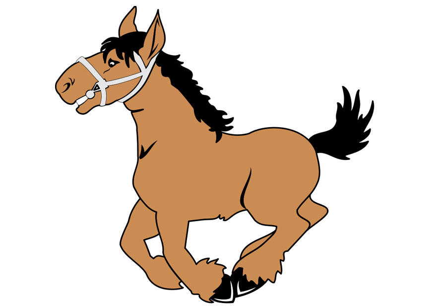pferd Bild pferd