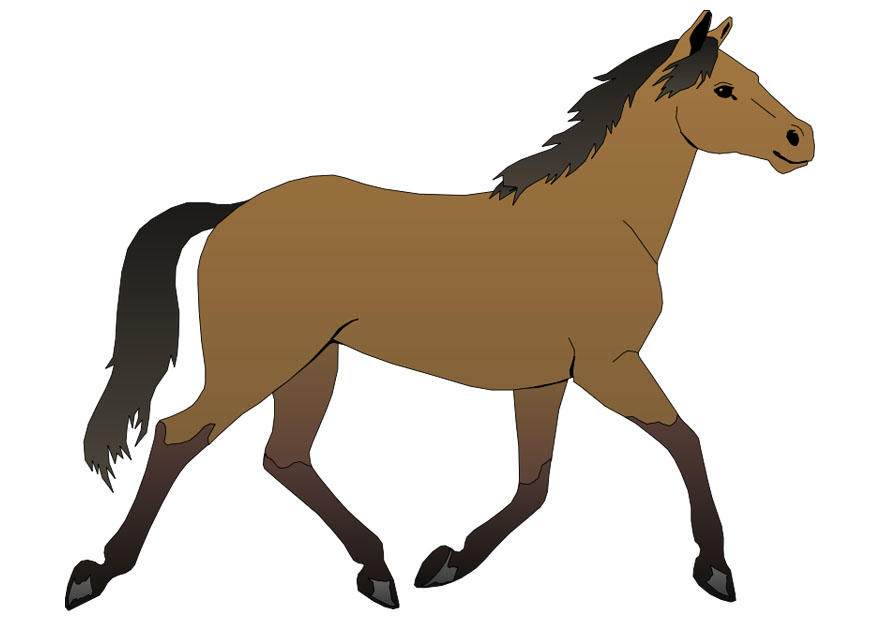 pferd Bild pferd
