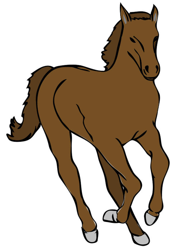 pferd Bild pferd