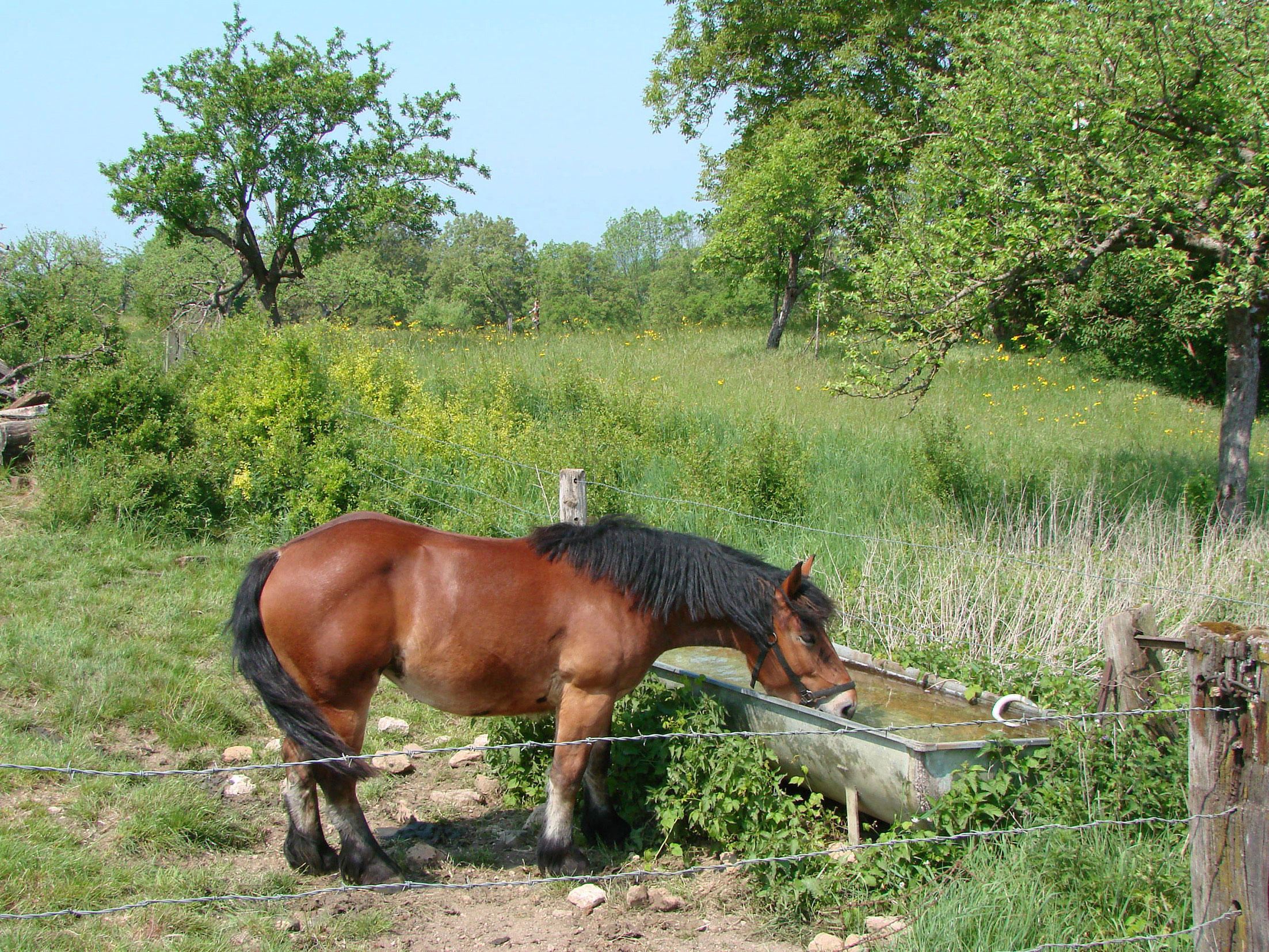 pferd auf der weide Foto pferd auf der weide