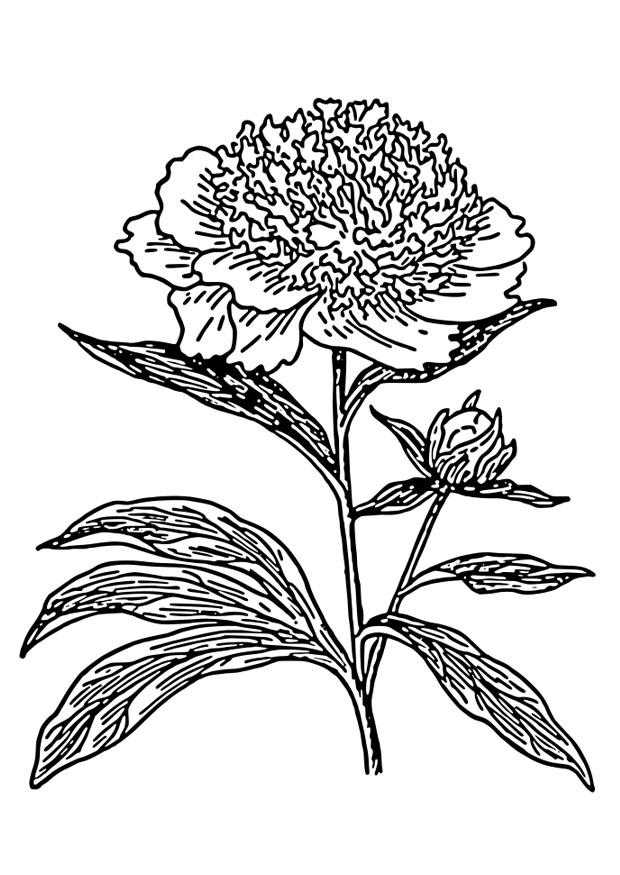 pfingstrose Malvorlage pfingstrose