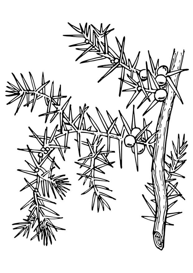 cactus folder Cactus Folder – Li'l Royals main image 1