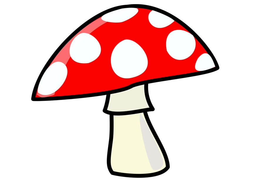 pilz Bild pilz