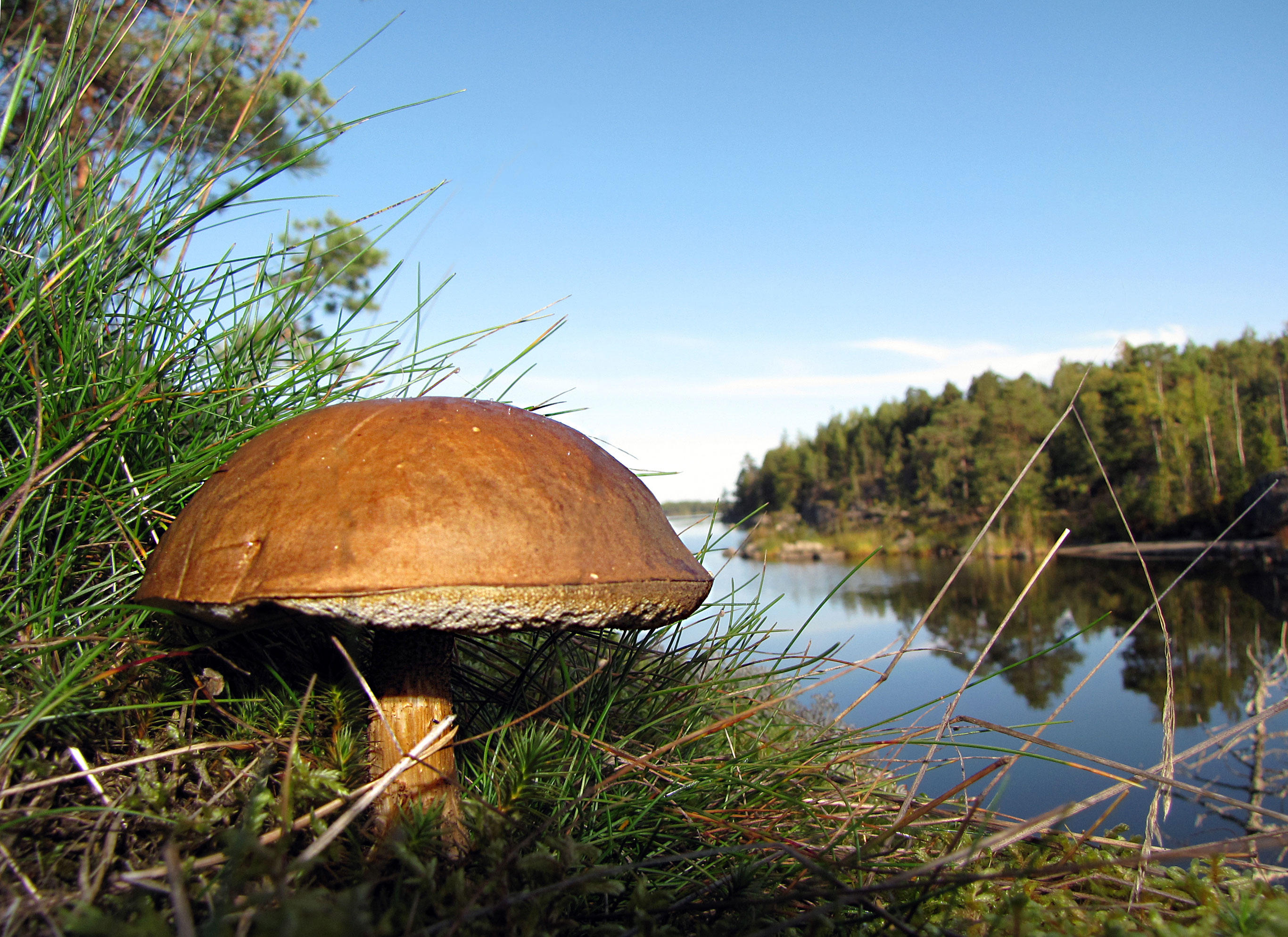 pilz Foto pilz