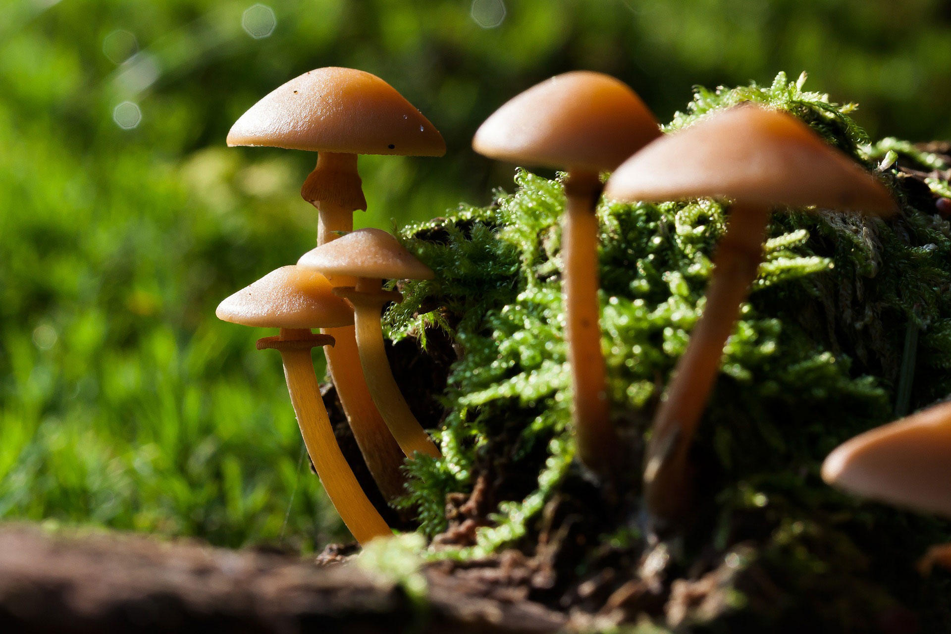 pilze Foto pilze