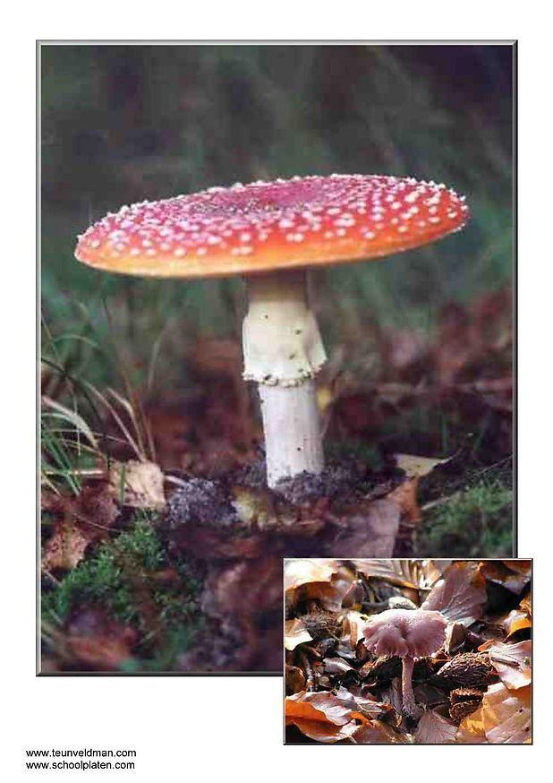 pilze Foto pilze