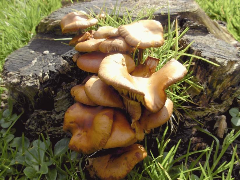 pilze Foto pilze
