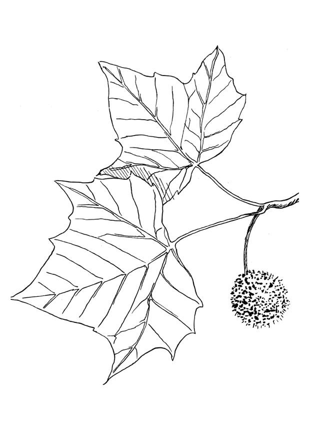 platane Malvorlage platane