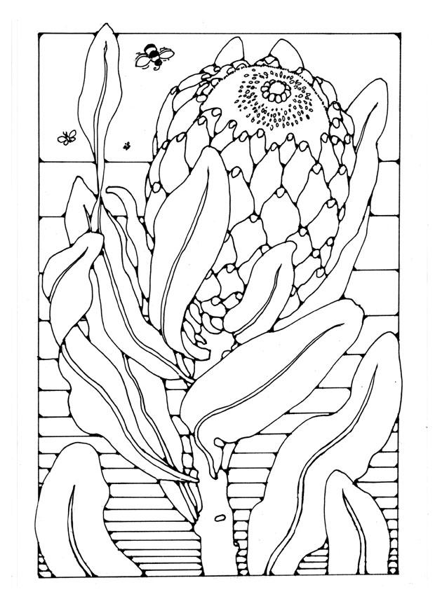 protea Malvorlage protea