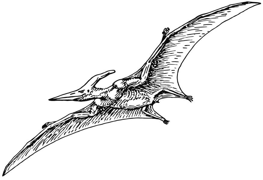 pterodactylus Malvorlage pterodactylus