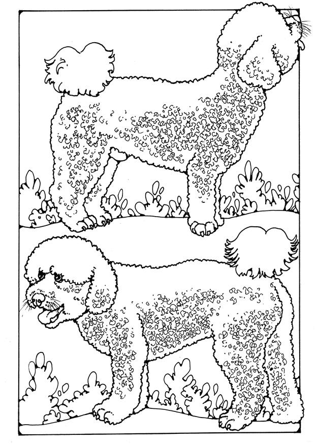 pudel Malvorlage pudel
