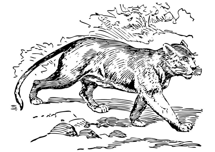 puma Malvorlage puma