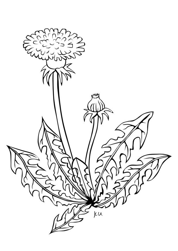 pusteblume Malvorlage pusteblume