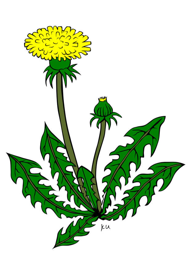 Bild pusteblume