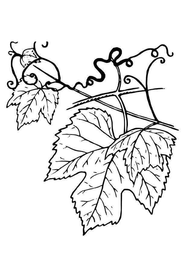 ranke Malvorlage ranke