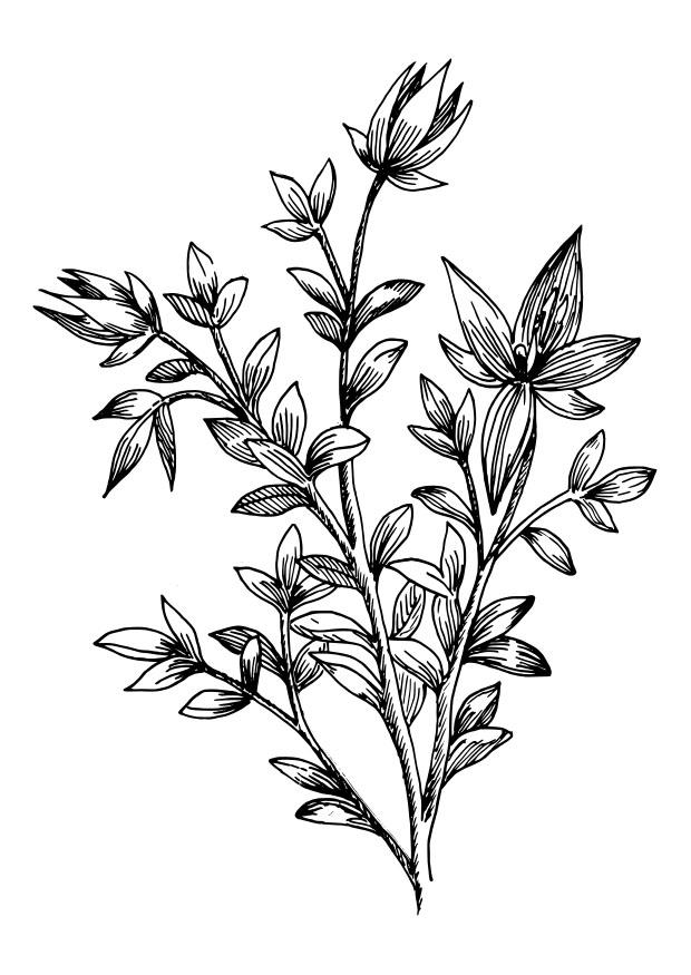 ratanhia Malvorlage ratanhia