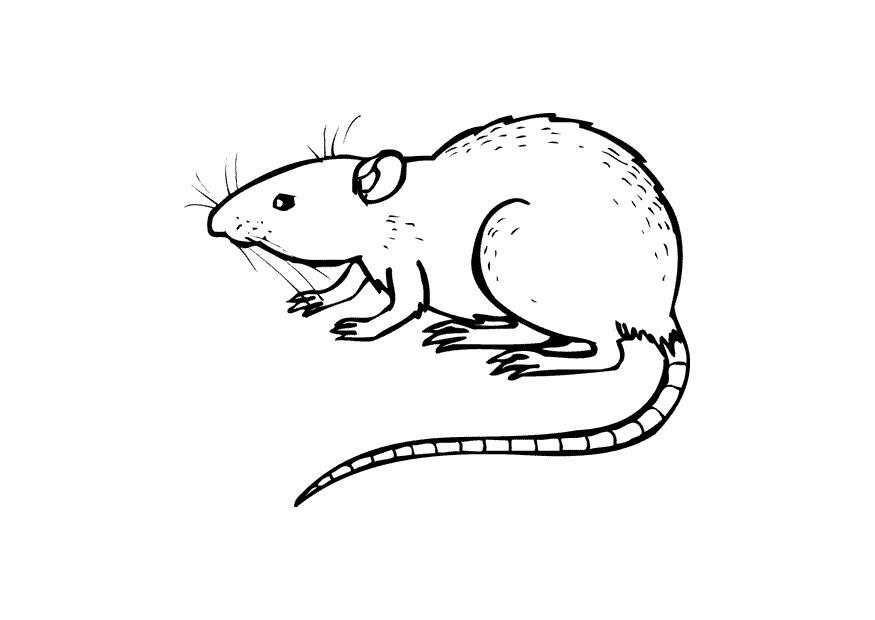 ratte Malvorlage ratte