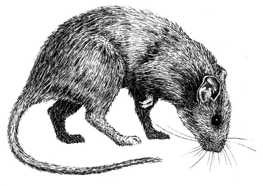 Malvorlage ratte