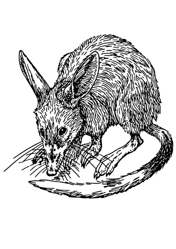 ratte - nasenbeutler Malvorlage ratte - nasenbeutler