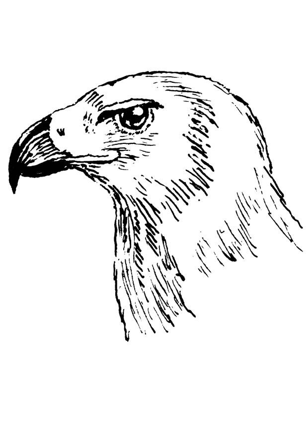 raubvogel Malvorlage raubvogel
