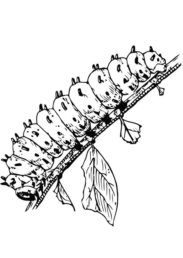 raupe Malvorlage raupe