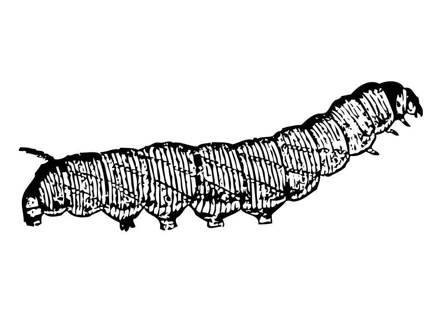 raupe Malvorlage raupe