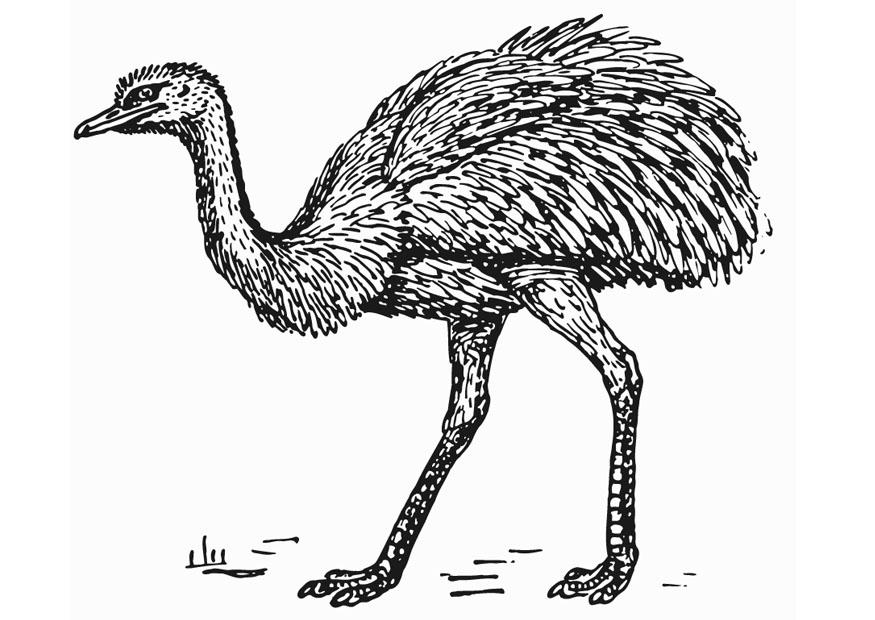 rhea straussvogel Malvorlage rhea straussvogel