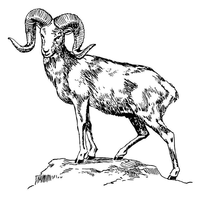 riesenwildschaf - argali Malvorlage riesenwildschaf - argali