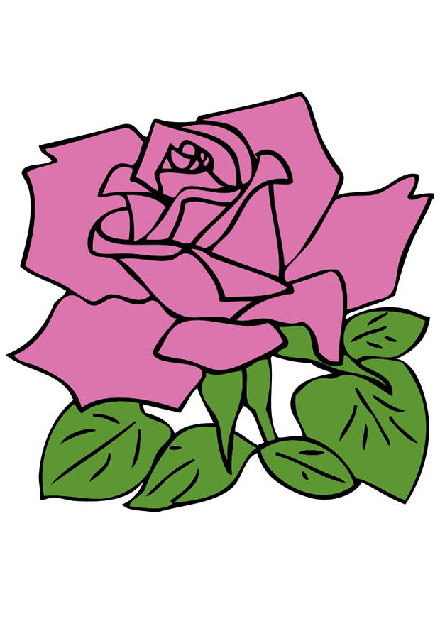 rose Bild rose