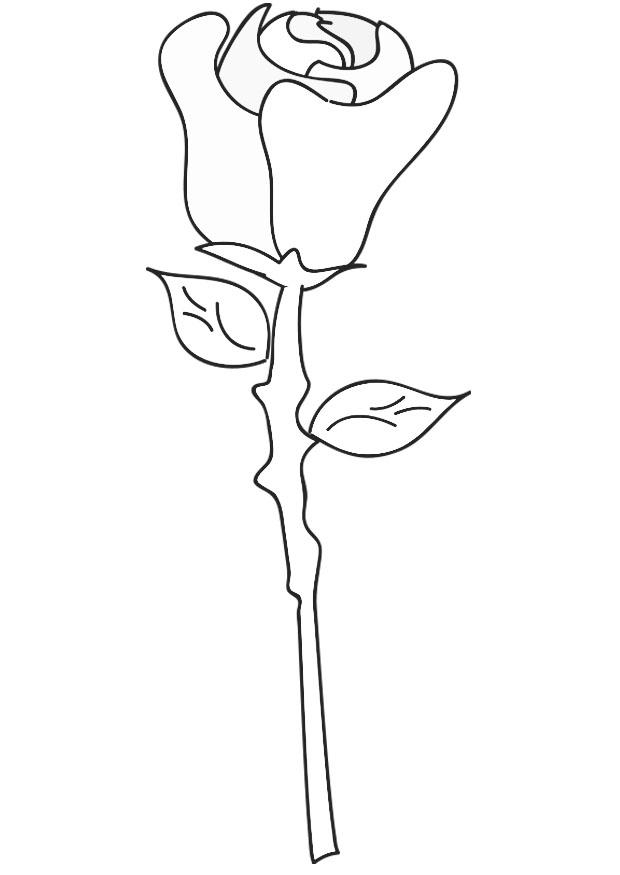 rose Malvorlage rose