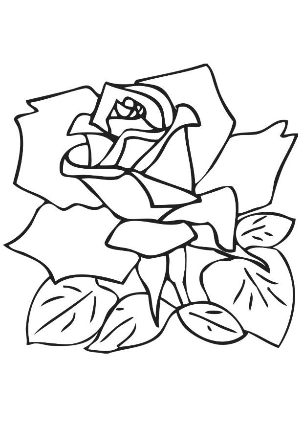 rose Malvorlage rose