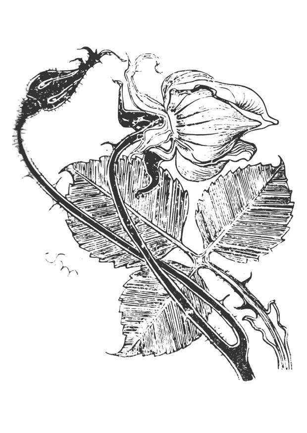 rose Malvorlage rose
