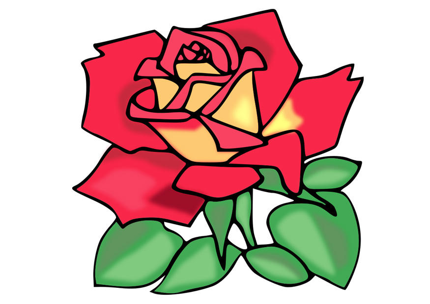 rose Bild rose