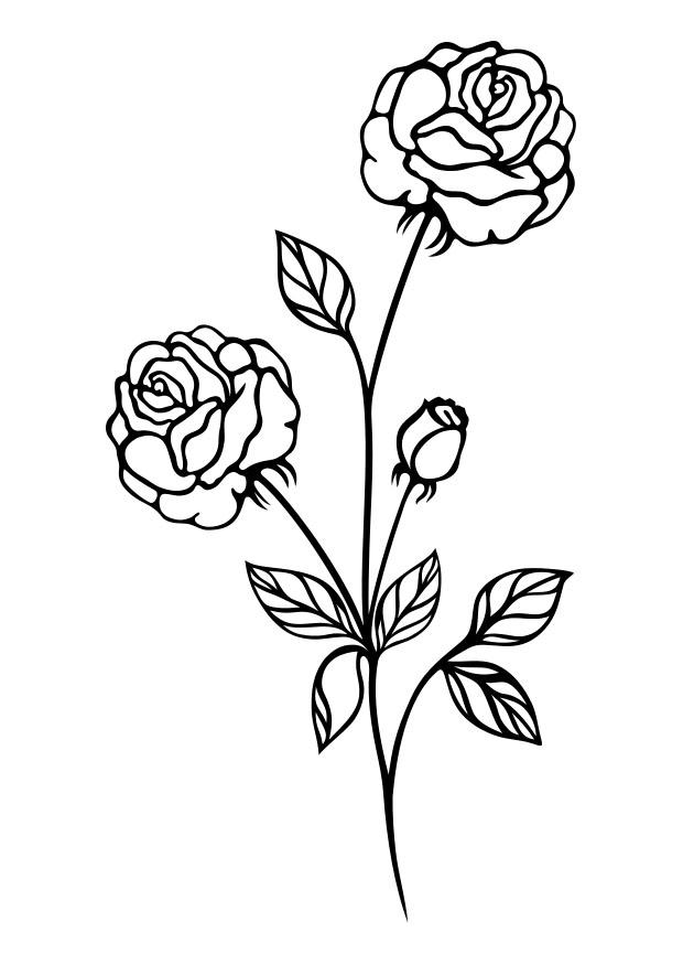 rose Malvorlage rose