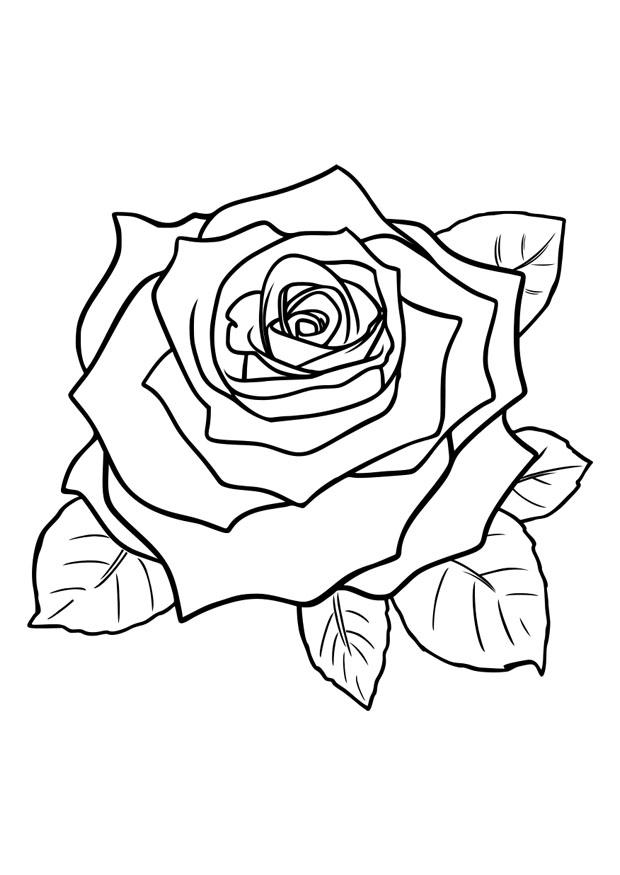 rose Malvorlage rose