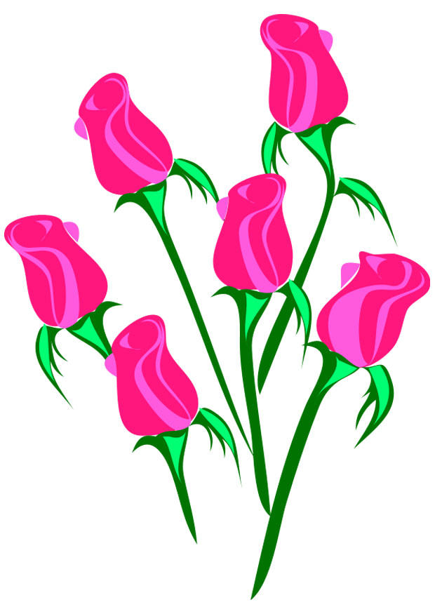 rosen Bild rosen