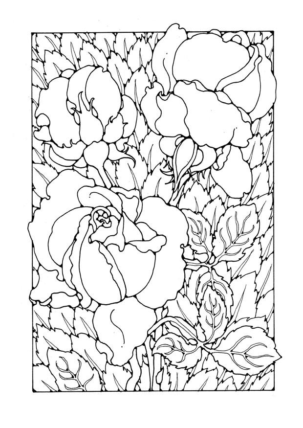 rosen Malvorlage rosen