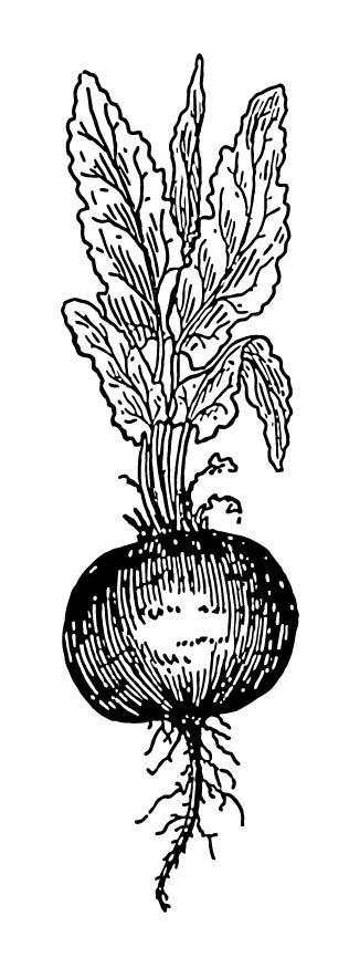 rote beete Malvorlage rote beete