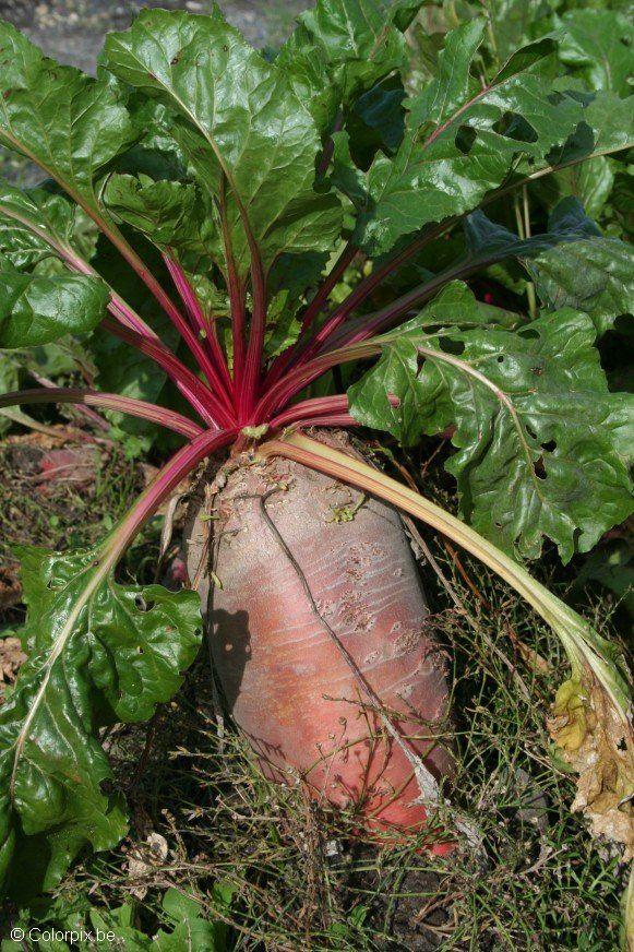 Foto rote beete