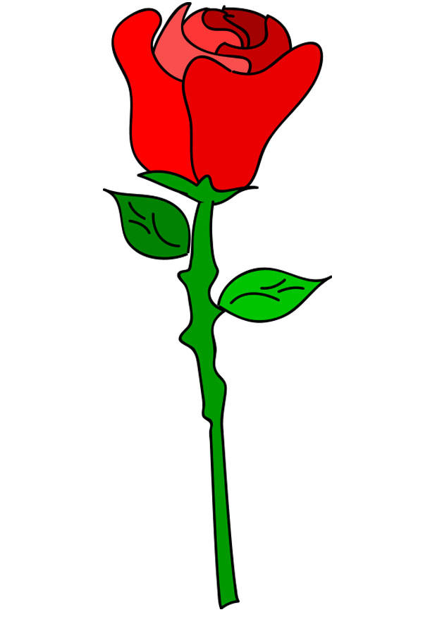 rote rose Bild rote rose