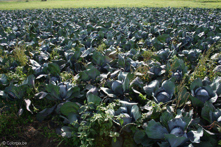 rotkohl Foto rotkohl