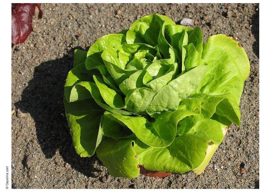 salat Foto salat