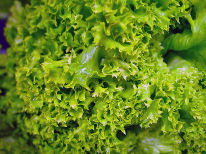 salat Foto salat
