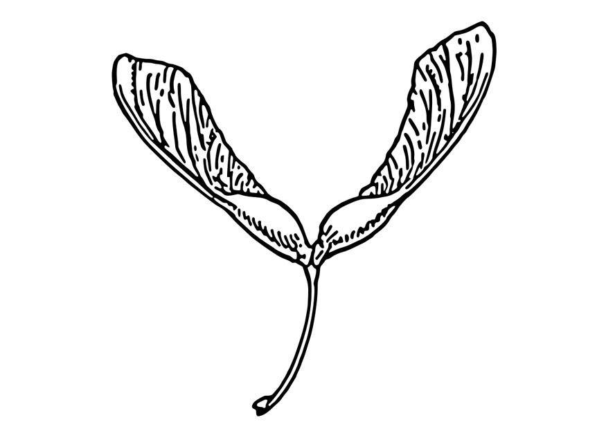 samara Malvorlage samara