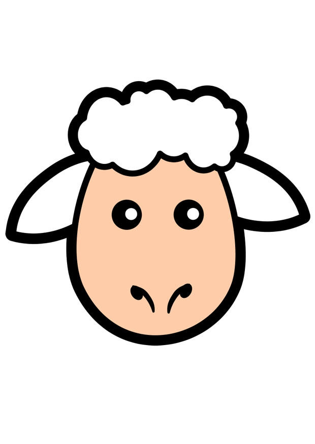 schaf Bild schaf